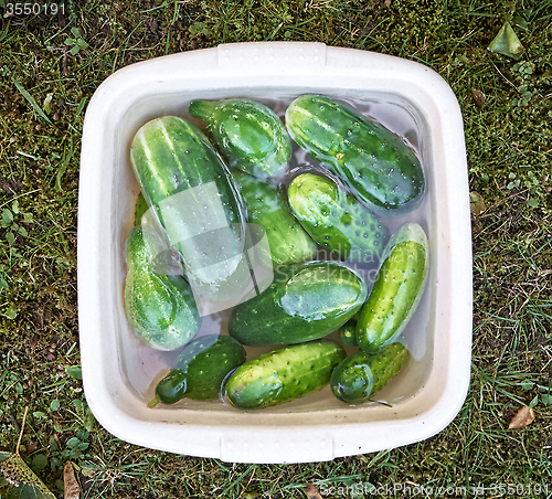 Image of fresh ripe cucumbers