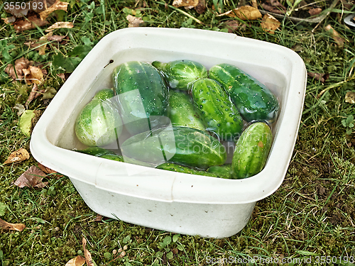 Image of fresh ripe cucumbers