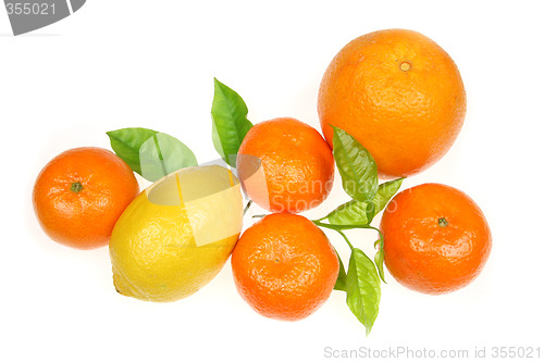 Image of Orange, lemon and tangerines