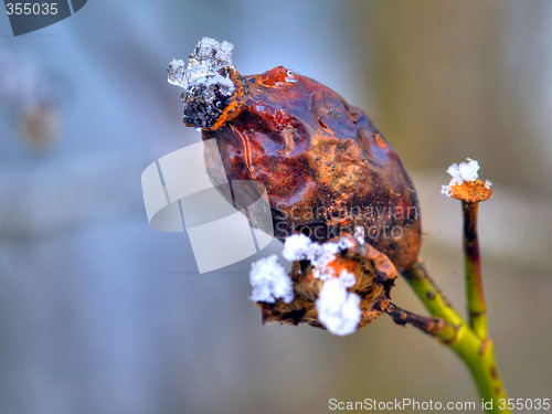 Image of Frost