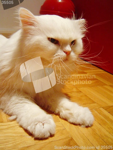 Image of Persian Cat