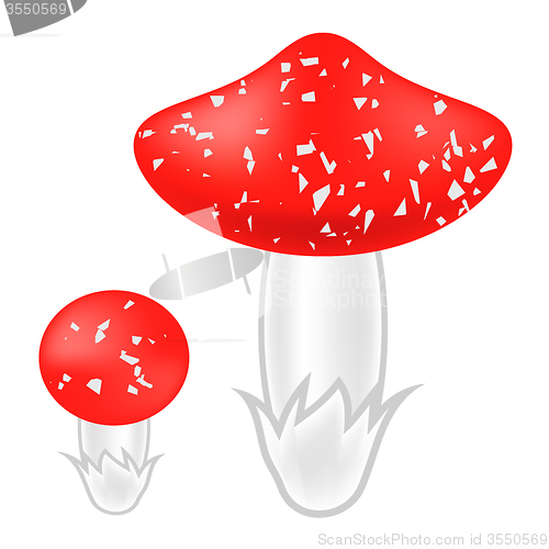 Image of Poisonous Mushrooms