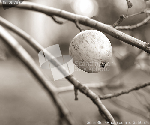 Image of natural apple on a branch