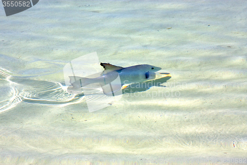 Image of   fish   isla contoy         in mexico   drop sunny   wave