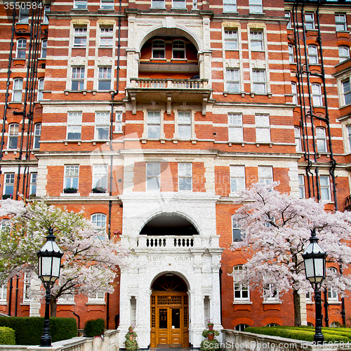 Image of tree  window in europe london  red brick wall     and      histo