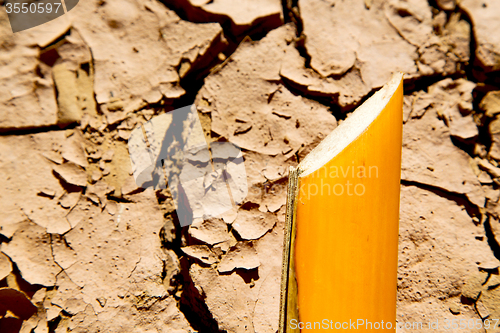 Image of cracked sand in morocco  abstract   bark