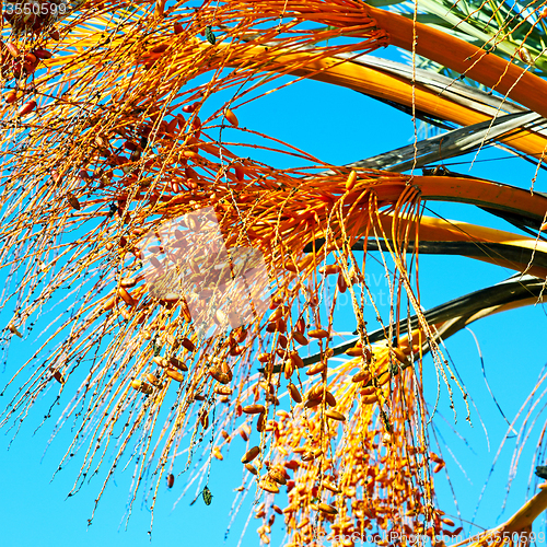 Image of fruit in the sky morocco africa and plant