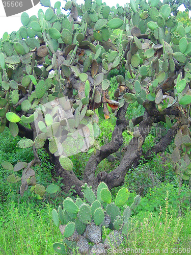 Image of cactus