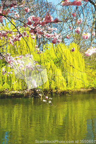 Image of in london   park the pink   blossom flowers  