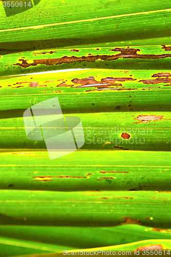 Image of   leaf  abstract  thailand in the light    veins background  