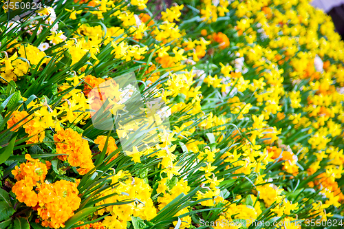 Image of in  yellow flower field nature and spring