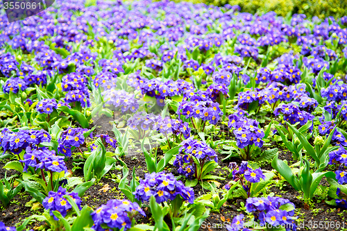 Image of purple in london yellow   and spring