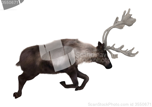 Image of Caribou