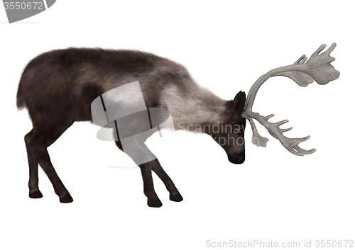 Image of Caribou