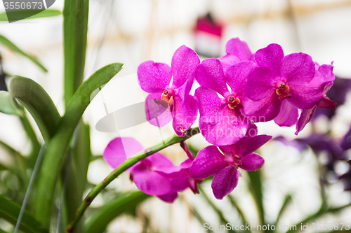Image of orchids 