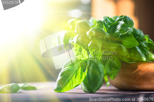 Image of Fresh organic basil