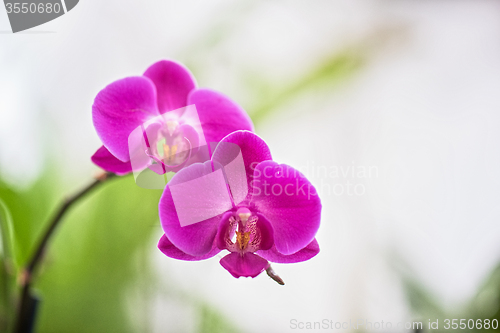 Image of orchids 