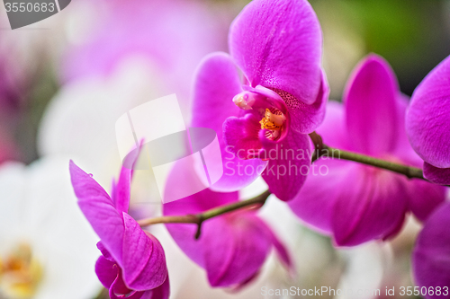 Image of orchids 