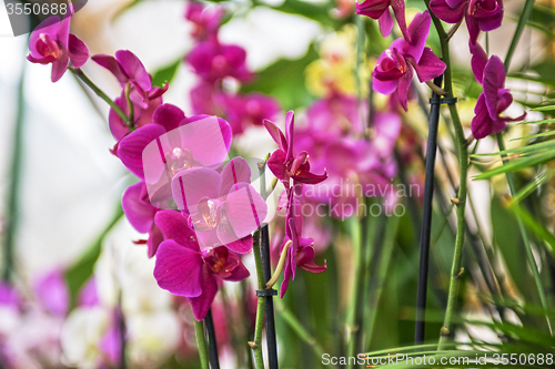 Image of orchids 