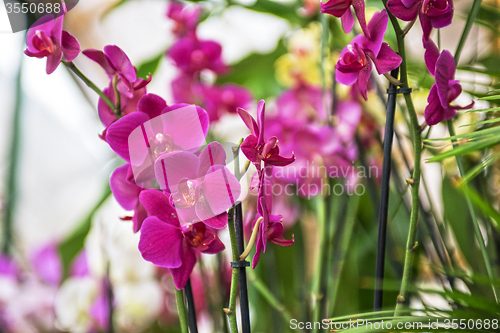 Image of orchids 