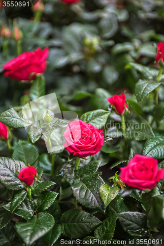 Image of Beautiful red rose