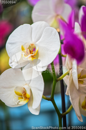 Image of orchids 