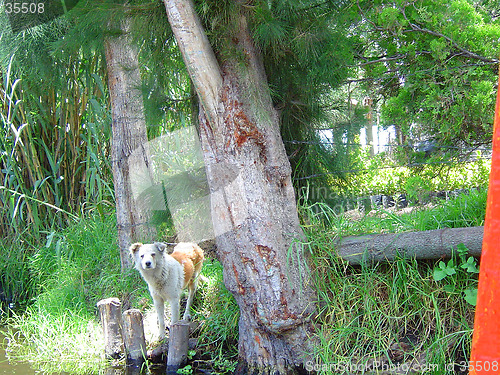 Image of Dog near the river