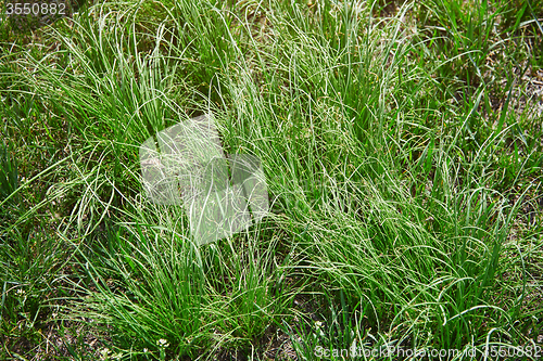 Image of Grass