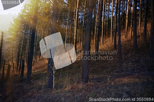 Image of European forest