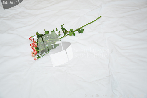 Image of Rose on a bed