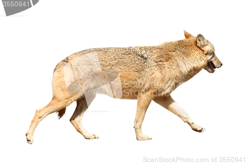 Image of isolated eurasian wolf