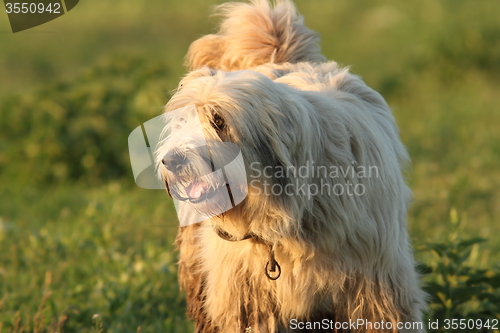 Image of dirty fluffy romanian shepherd dog