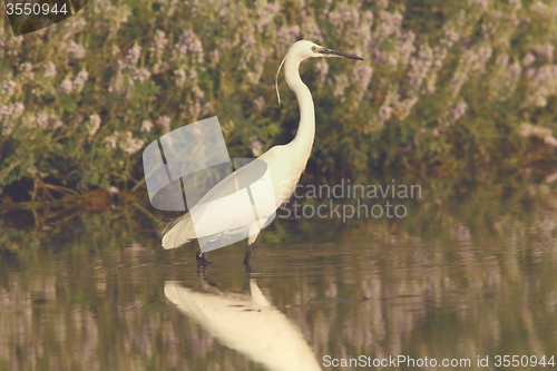 Image of white heron hunting in shallow water