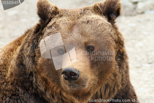 Image of big brown bear portrait