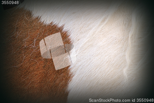 Image of texture of pony fur 