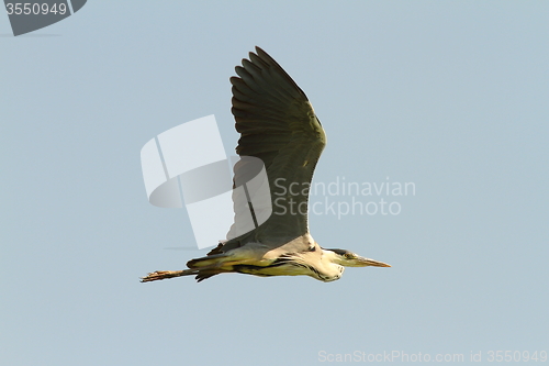 Image of grey heron in flight over sky background 