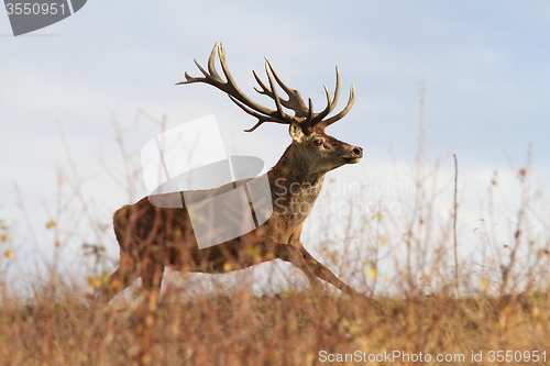 Image of beautiful red deer stag on the run