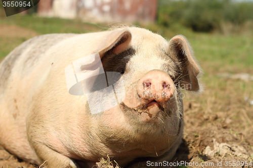 Image of portrait of lazy sow