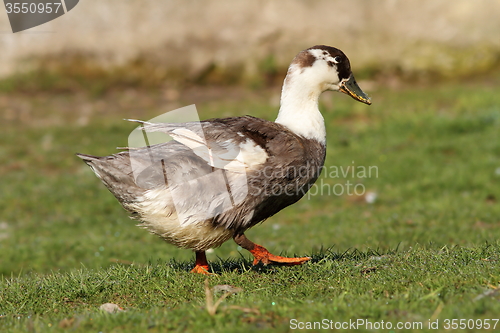 Image of domestic duck on lawn