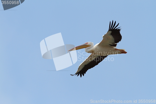Image of pelecanus onocrotalus in flight over blue sky