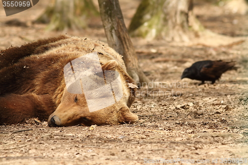 Image of sleepy bear and rook