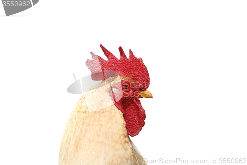 Image of cut out portrait of white rooster