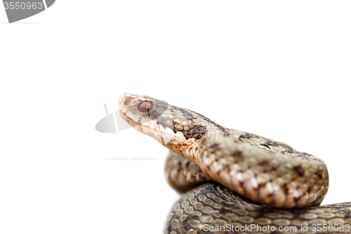 Image of closeup of isolated common adder