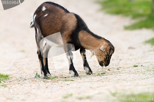 Image of young goat eating grass on farm alley 