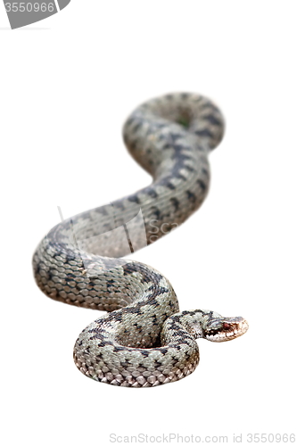 Image of isolated beautiful female common adder