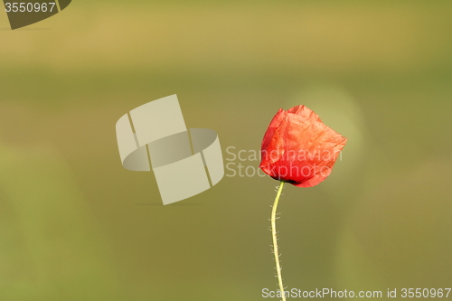 Image of wild poppy flower over green background