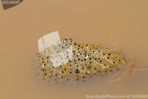 Image of toad eggs in water