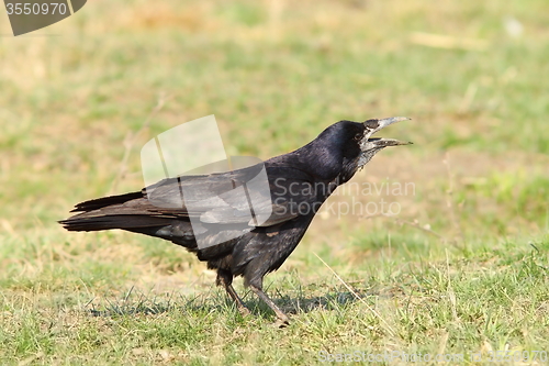 Image of crow singing on lawn