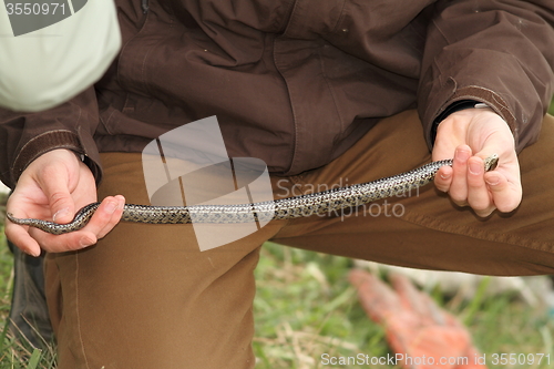 Image of herpetologist holding meadow adder