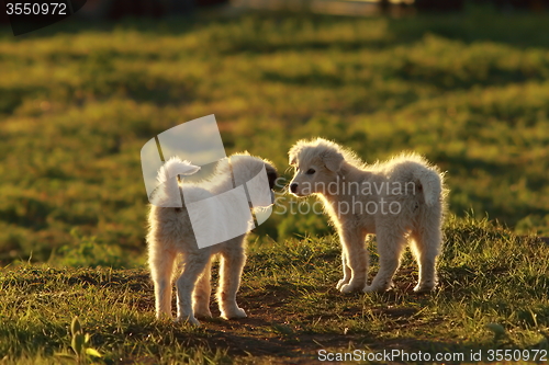 Image of shepherd puppies playing in sunset light